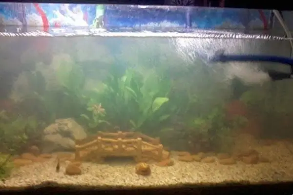 Nguyên Nhân Nào Khiến Hồ Cá Của Bạn Bị Đục Nước?