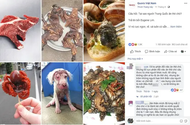 Tại Sao Không Nên Ăn Thịt Chó: 5 Lý Do Khoa Học Và Đạo Đức Bạn Cần Biết