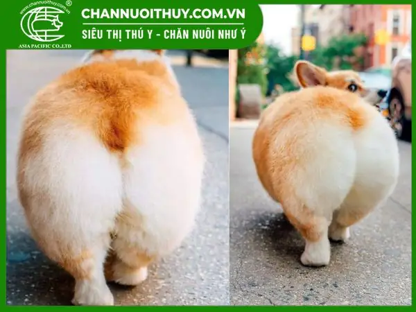 Tại Sao Lại Cắt Đuôi Chó Corgi? Tại Sao Lại Cắt Đuôi Chó Corgi?