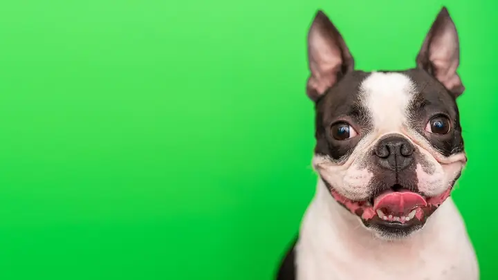 Chó Có Thực Sự Trung Thành Không? Chó Có Thực Sự Trung Thành Không?