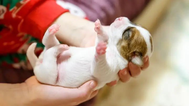 Tại Sao Loài Chó Rất Trung Thành Với Con Người? Top 8 Lý Do Giải Thích Tại Sao Loài Chó Rất Trung Thành Với Con Người? Top 8 Lý Do Giải Thích