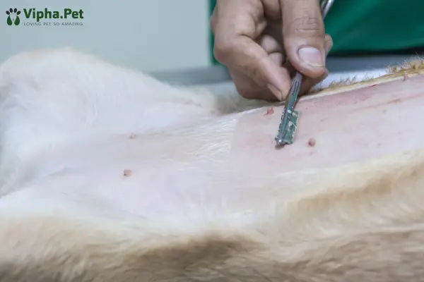 Triệt Sản Chó Cái Là Gì? Triệt Sản Chó Cái Là Gì?