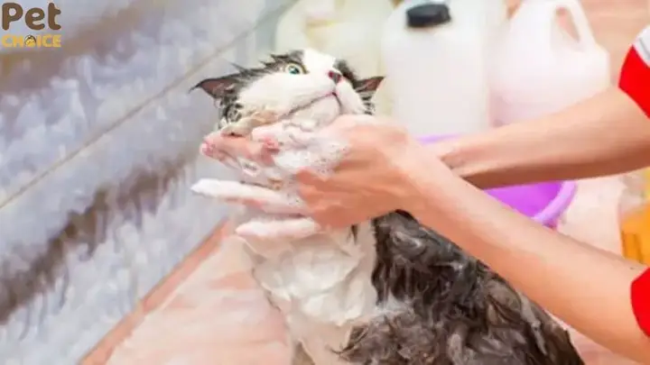 Thiếu Các Dưỡng Chất Cần Thiết Và Tác Dụng Tẩy Rửa Không Phù Hợp Thiếu Các Dưỡng Chất Cần Thiết Và Tác Dụng Tẩy Rửa Không Phù Hợp