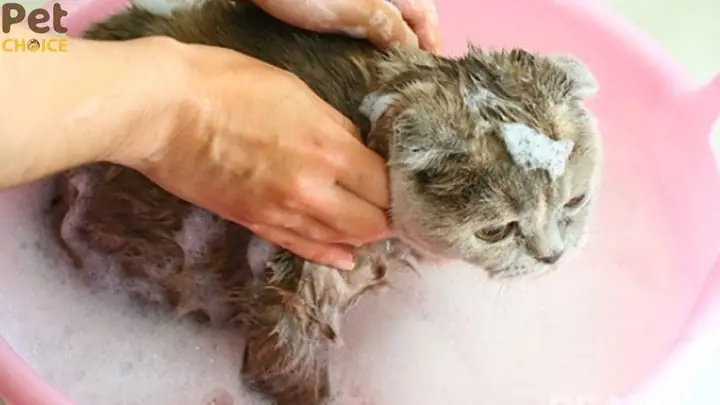 Độ Ph Và Thành Phần Không Phù Hợp Với Da Và Lông Mèo Độ Ph Và Thành Phần Không Phù Hợp Với Da Và Lông Mèo