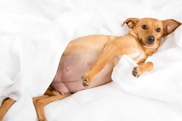 Lưu Ý Khi Chăm Sóc Chó Mẹ Sau Sinh