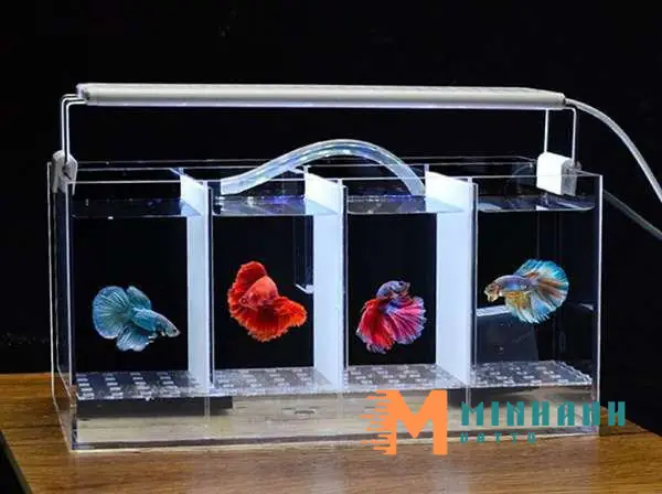 Tấm Ngăn Hồ Cá Bằng Nhựa: Hướng Dẫn Chi Tiết Từ A Đến Z