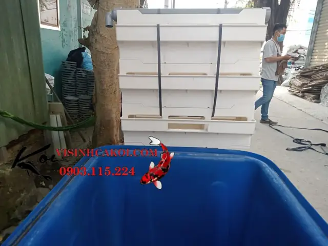 Bộ Tank Dưỡng Cá Koi Bao Gồm Những Gì ?