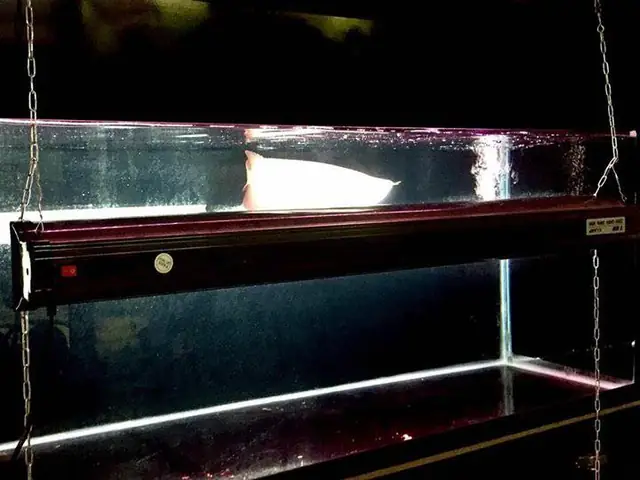 Tanning Cá Rồng: Các Bước Dưỡng Màu Đỉnh Cho Bể Cá Của Bạn