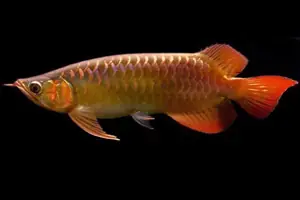 Hướng Dẫn Tanning Đèn Cho Cá Rồng Huyết Long