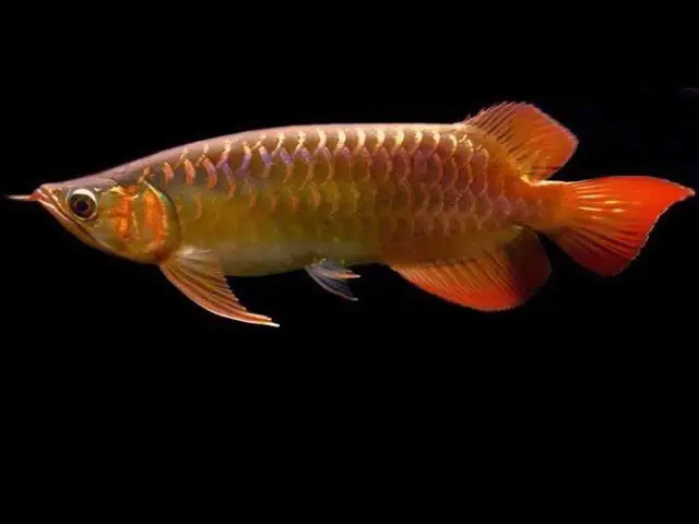 Hướng Dẫn Tanning Đèn Cho Cá Rồng Huyết Long