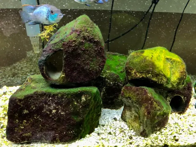 Hướng Dẫn Chi Tiết Về Tảo Cho Cá Bảy Màu: Lợi Ích, Cách Sử Dụng Và Lưu Ý Quan Trọng