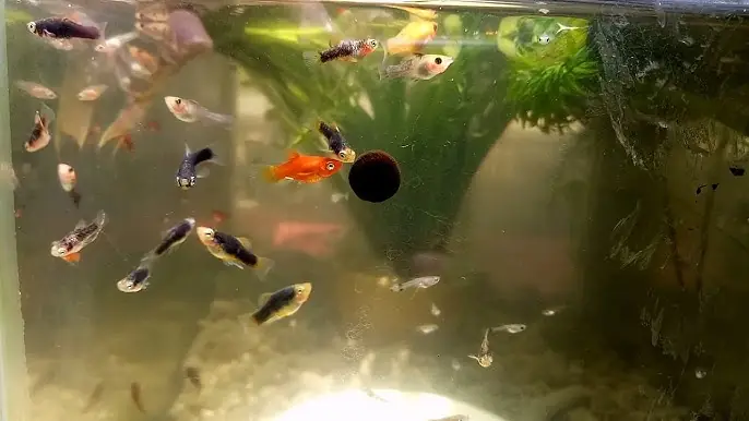 Hướng Dẫn Chi Tiết Về Tảo Cho Cá Bảy Màu: Lợi Ích, Cách Sử Dụng Và Lưu Ý Quan Trọng