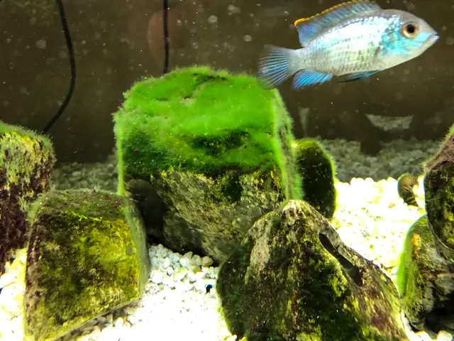 Hướng Dẫn Chi Tiết Về Tảo Cho Cá Bảy Màu: Lợi Ích, Cách Sử Dụng Và Lưu Ý Quan Trọng