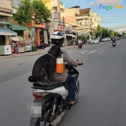 Sức Khỏe Của Chó