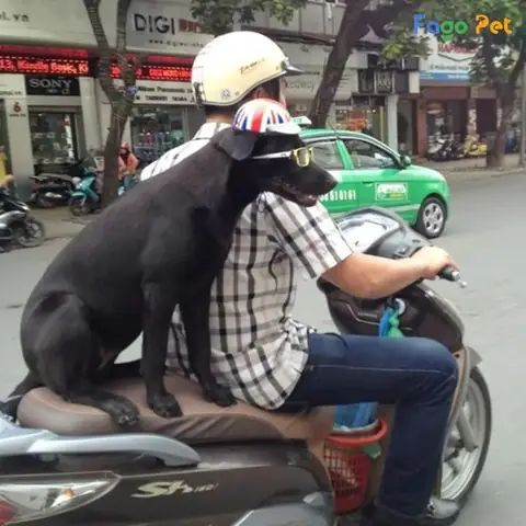 Huấn Luyện Chó Giữ Thăng Bằng Làm Quen Với Cách Ngồi Xe Huấn Luyện Chó Giữ Thăng Bằng Làm Quen Với Cách Ngồi Xe