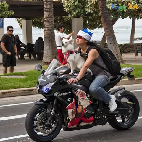 Dạy Chó Ngồi Xe Máy Và Di Chuyển Dạy Chó Ngồi Xe Máy Và Di Chuyển