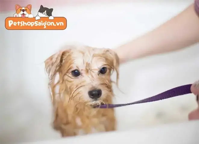 Tẩy Giun Cho Chó Có Được Tắm Không? Tẩy Giun Cho Chó Có Được Tắm Không?