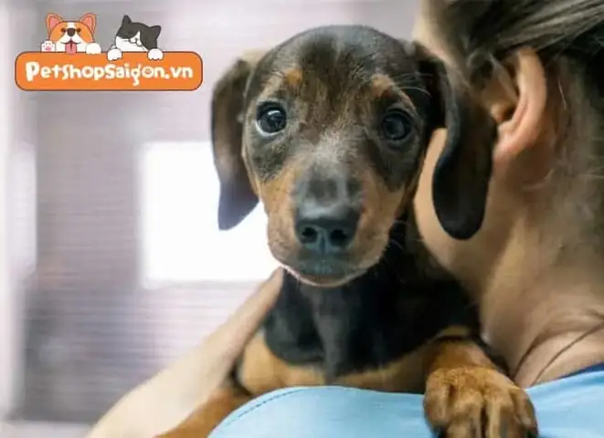 Tại Sao Phải Tẩy Giun Cho Chó? Tại Sao Phải Tẩy Giun Cho Chó?