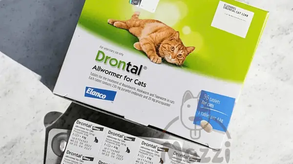 Chọn Loại Thuốc Xổ Giun Cho Mèo Phù Hợp Chọn Loại Thuốc Xổ Giun Cho Mèo Phù Hợp