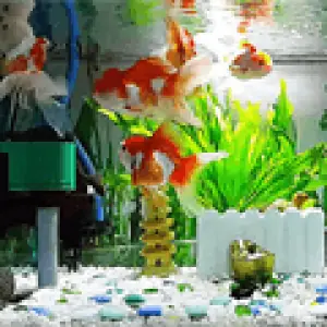 Chỉ Số Tds Lý Tưởng Và Cách Tăng Giảm Tds Cho Hồ Thủy Sinh