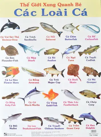 Cá Ngừ Và Cá Hồi: Siêu Thực Phẩm Từ Đại Dương