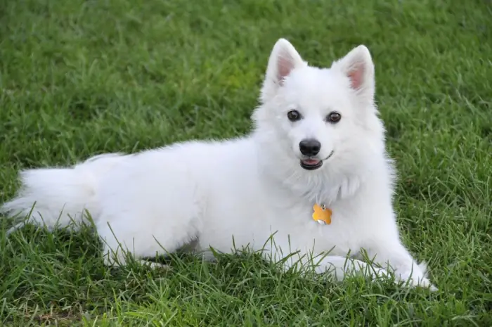 Chó American Eskimo
