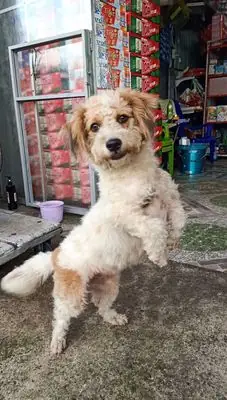 Chó Cảnh Cái Trắng Nâu 9kg Đã Tiêm