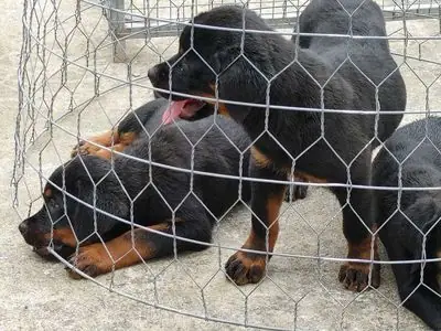 Chó Rottweiler Vt