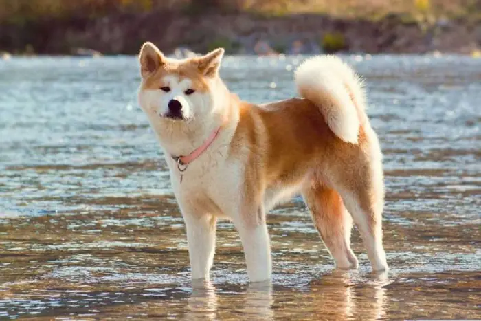 Chó Akita Inu