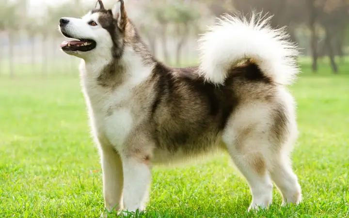 Chó Alaska (alaskan Malamute)