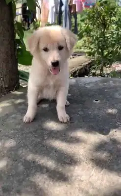 Mình Bán Lại Chó Lai Golden