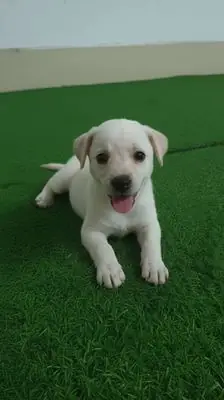 Chó Chihuahua 2 Tháng Nặng Chưa Tới Nửa Ký