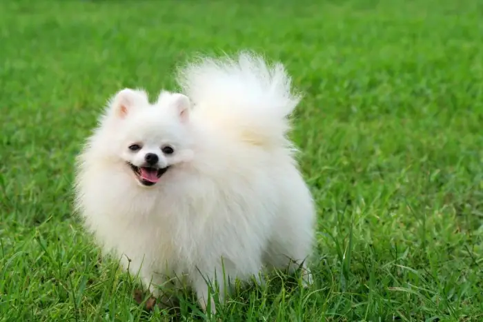Chó Phốc Sóc (pomeranian)