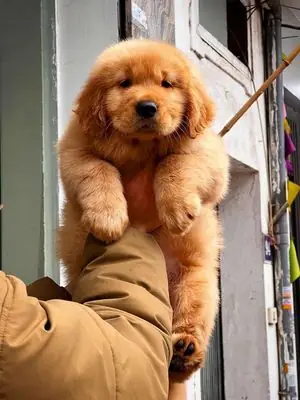 Golden Thuần Chủng