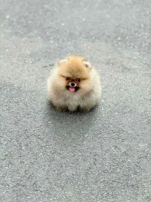 Đàn Pom Nhà Đẻ Cần Gả Gấp