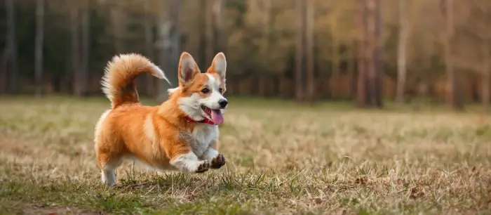Chó Corgi