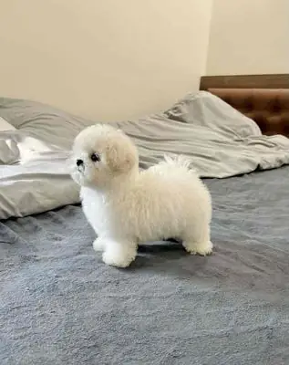 Chó Bichon Thuần Chủng 3 Tháng Đã Tiêm Ngừa Đủ