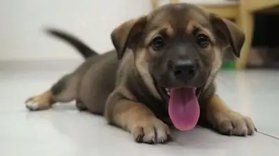 Mới Về Bé Shiba F1 Mặt Cực Đẹp Thông Minh