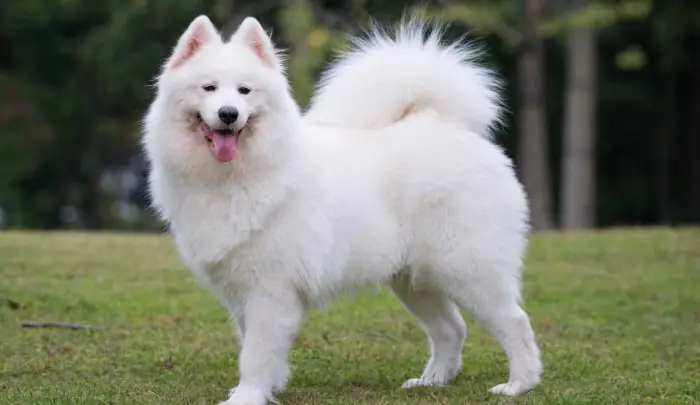 Chó Samoyed