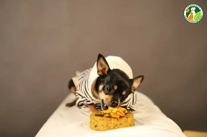 Tên Hay Chó Đực Theo Món Ăn Ưa Thích