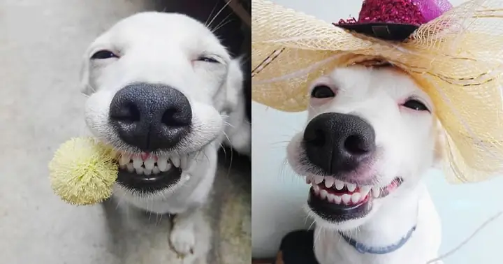 Herbert – Chú Chó Nổi Tiếng Với Điệu Cười Nhe Răng