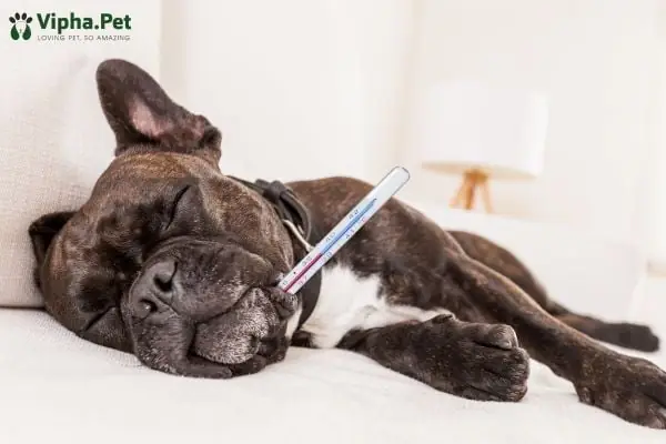 Các Loại Ký Sinh Trùng Máu Thường Gặp Ở Chó Các Loại Ký Sinh Trùng Máu Thường Gặp Ở Chó