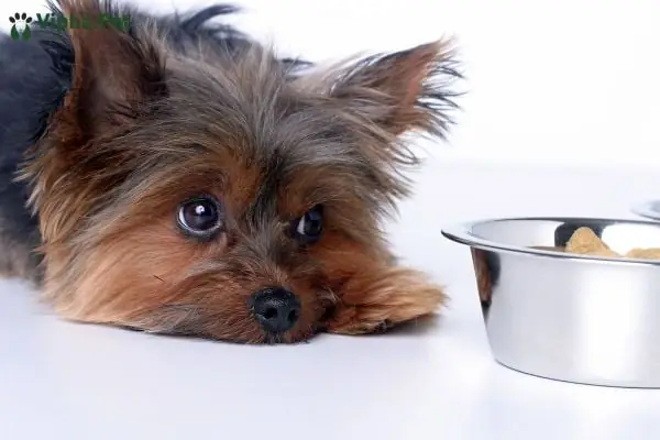 Bệnh Ký Sinh Trùng Máu Nguy Hiểm Như Thế Nào? Bệnh Ký Sinh Trùng Máu Nguy Hiểm Như Thế Nào?