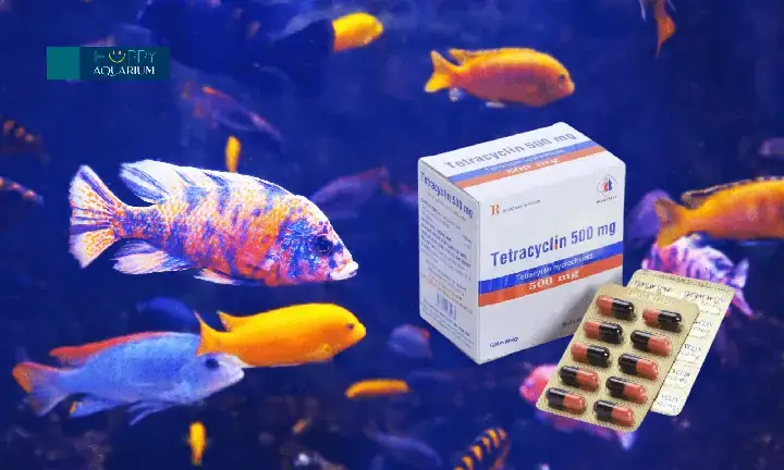 Tetracyclin Là Gì Và Tại Sao Lại Dùng Cho Cá Bảy Màu?