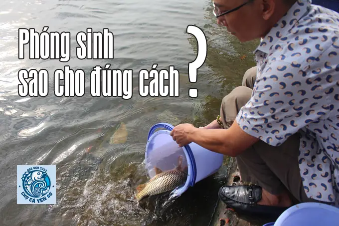 Hướng Dẫn Phóng Sinh Đúng Cách, Đúng Con Vật Để Được Lợi Ích Tốt ...