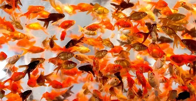 Hiểu Đúng Về Hành Vi Thả Cá Vàng Hiểu Đúng Về Hành Vi Thả Cá Vàng