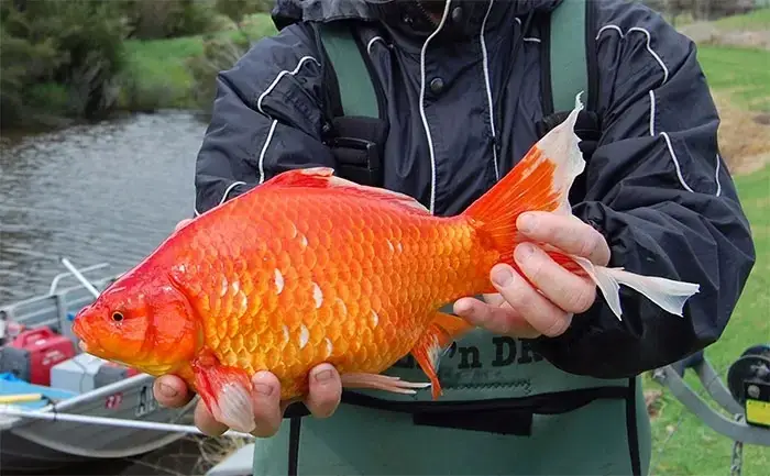Tại Sao Không Nên Thả Cá Vàng Tùy Tiện Vào Môi Trường Tự Nhiên? Tại Sao Không Nên Thả Cá Vàng Tùy Tiện Vào Môi Trường Tự Nhiên?