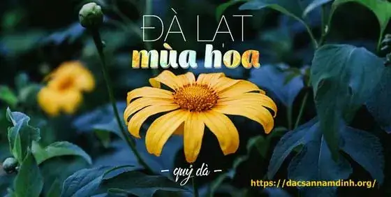 Đà Lạt (lâm Đồng): Ngắm Hoa Dã Quỳ Vàng Rực Đồi Đà Lạt (lâm Đồng): Ngắm Hoa Dã Quỳ Vàng Rực Đồi
