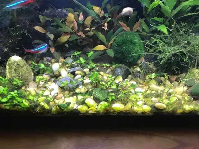 Thảm Cỏ Cho Bể Cá: Bí Mật Tạo Nên Vẻ Đẹp Thiên Nhiên