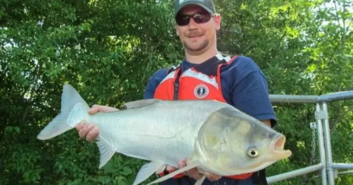 Săn Cá Mè Xâm Hại, Cần Thủ Được Thưởng Nóng 100 Usd/con | Báo ...